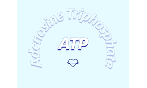 ATP在體育鍛煉中有什么作用？